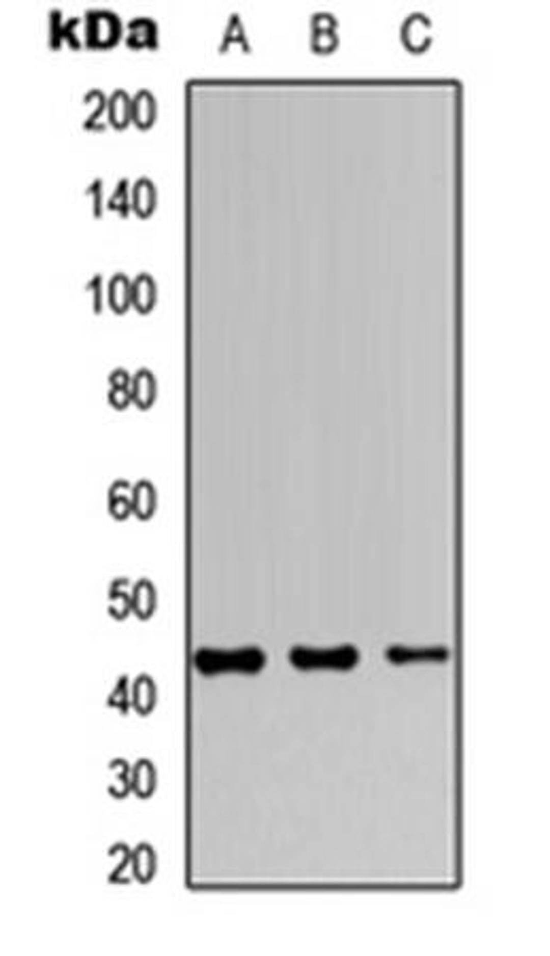 Western blot analysis of MCF7 (Lane1), Raw264.7 (Lane2), PC12 (Lane3) whole cell using JUNB antibody