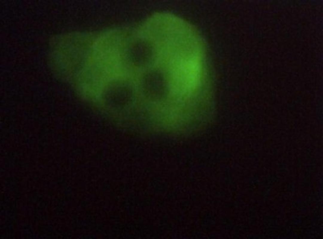 Immunocytochemistry/Immunofluorescence: ERO1L Antibody [NB100-2525] - Detection of ERO1L in Hela cells.