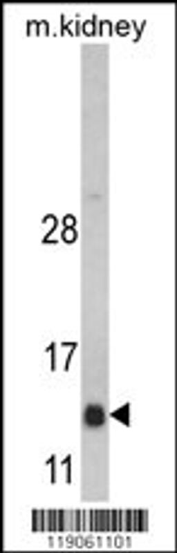 Western blot analysis of DNAJC19 Antibody in mouse kidney tissue lysates (35ug/lane)