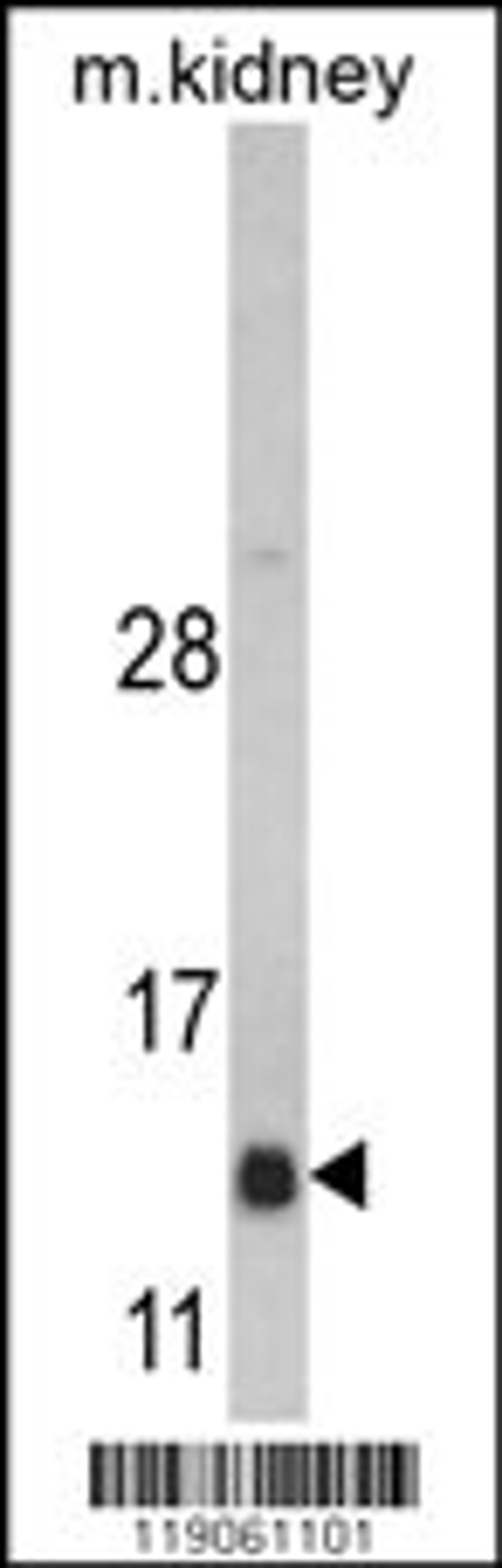 Western blot analysis of DNAJC19 Antibody in mouse kidney tissue lysates (35ug/lane)