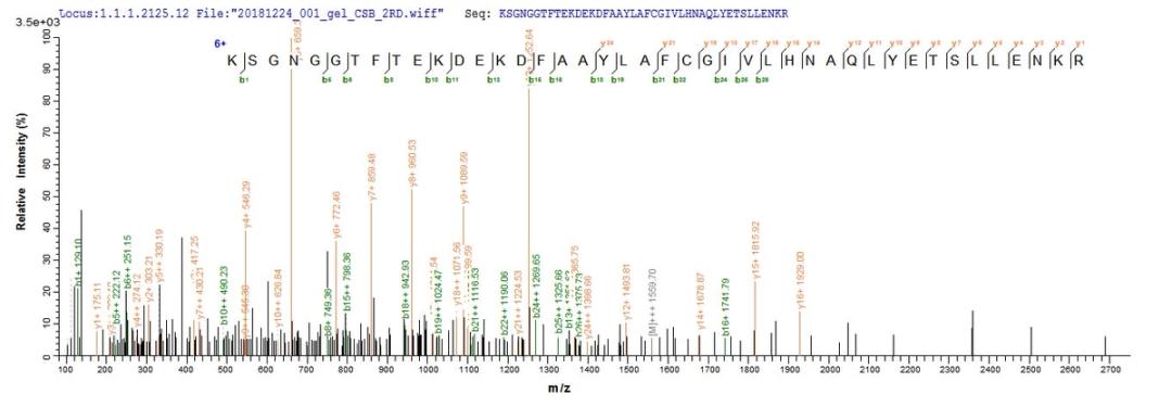 Based on the SEQUEST from database of E.coli host and target protein, the LC-MS/MS Analysis result of CSB-EP807017MO could indicate that this peptide derived from E.coli-expressed Mus musculus (Mouse) Pde5a.