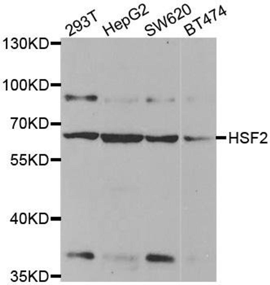 Western blot analysis of extracts of various cell lines using HSF2 antibody