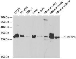 Western blot - CHMP2B antibody (A5399)