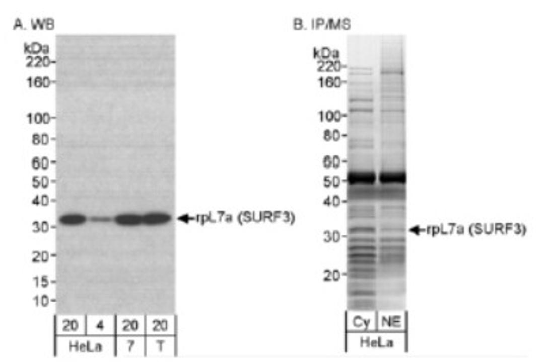 Western Blot: RPL7A Antibody [NB100-2277] - Detection of Human rpL7a (SURF3) on HeLa whole cell lysate using NB100-2277.