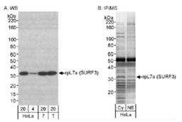 Western Blot: RPL7A Antibody [NB100-2277] - Detection of Human rpL7a (SURF3) on HeLa whole cell lysate using NB100-2277.