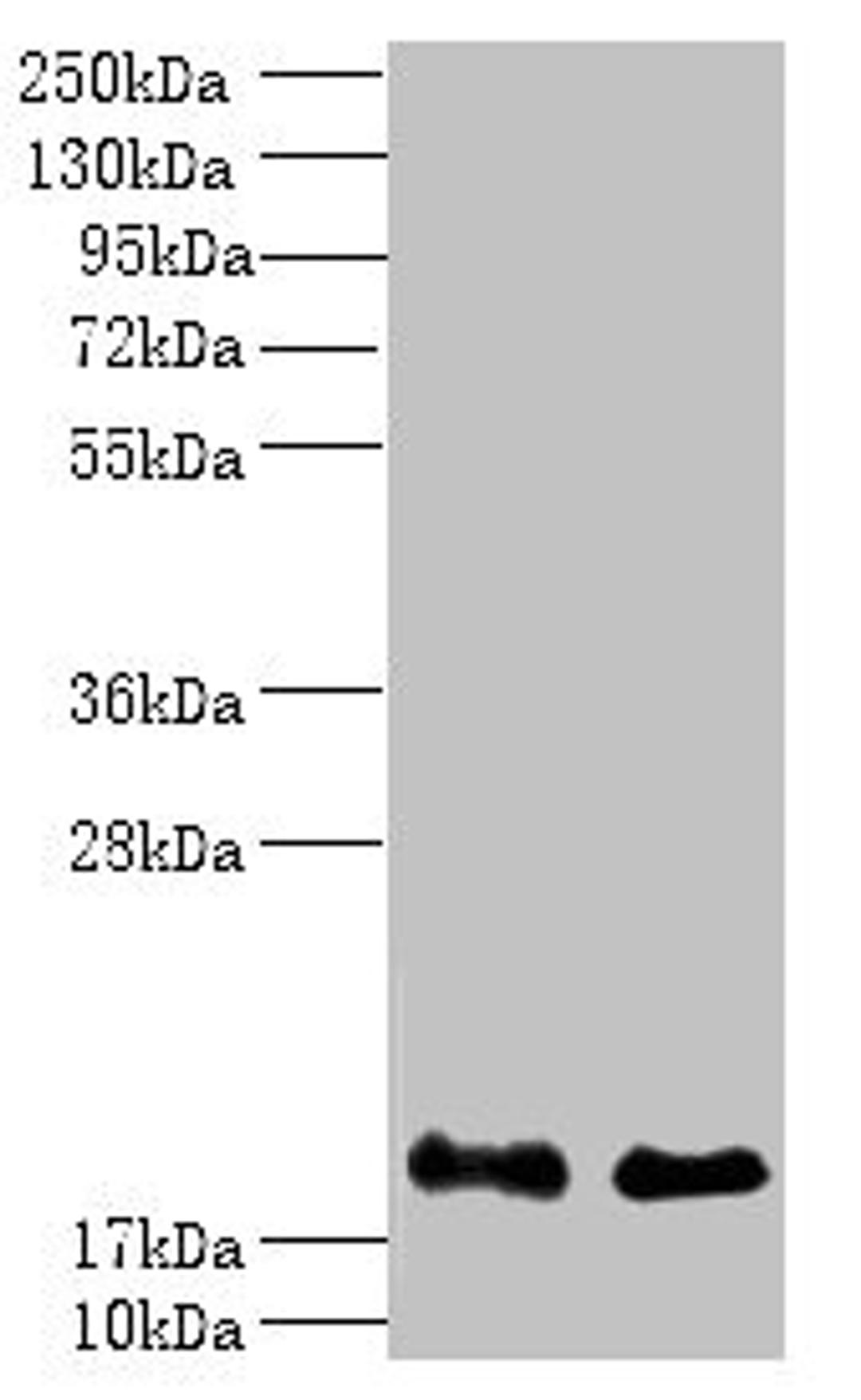 Western blot. All lanes: PPP3R1 antibody at 1µg/ml. Lane 1: K562 whole cell lysate. Lane 2: Hela whole cell lysate. Secondary. Goat polyclonal to rabbit IgG at 1/10000 dilution. Predicted band size: 20 kDa. Observed band size: 20 kDa