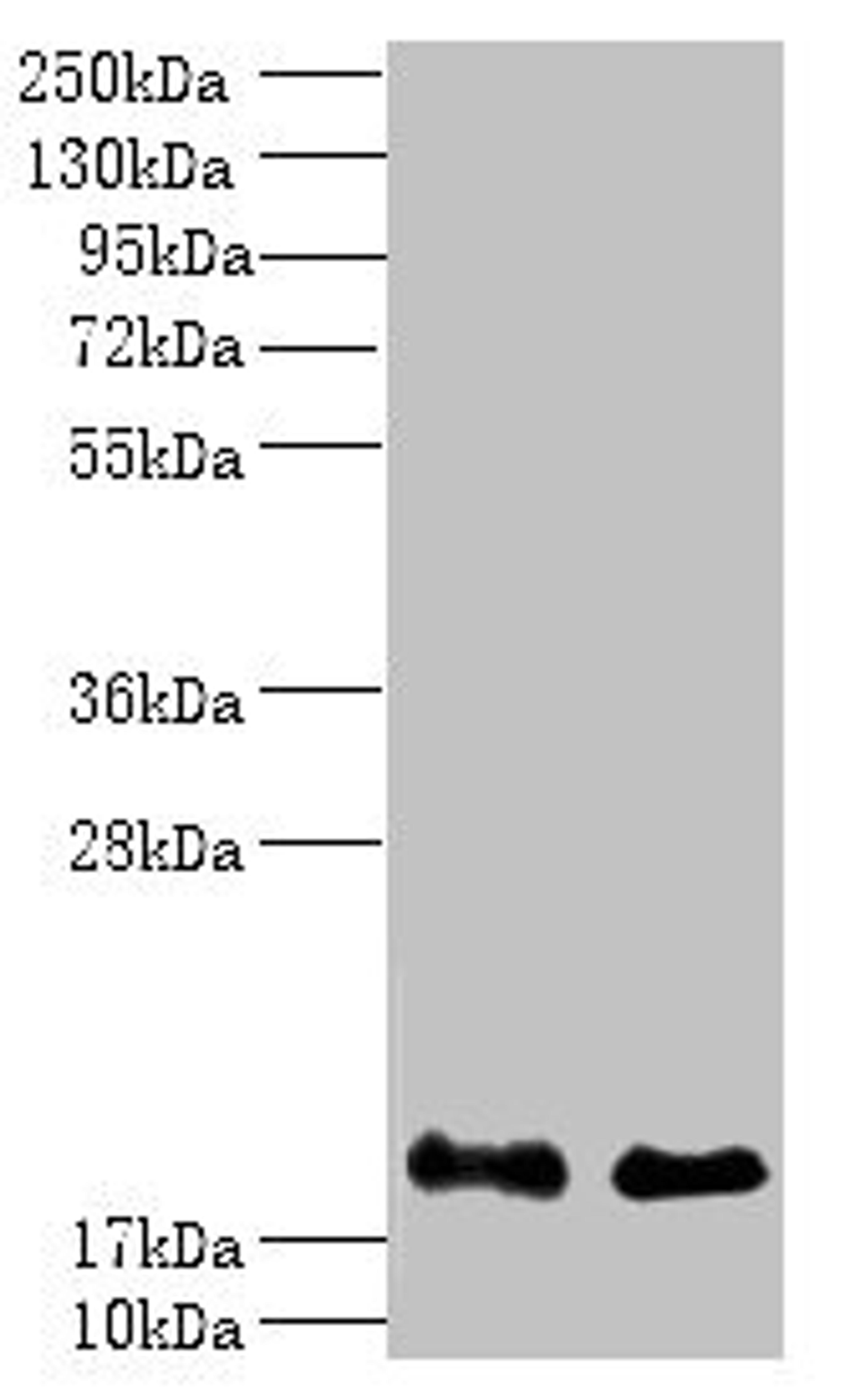 Western blot. All lanes: PPP3R1 antibody at 1µg/ml. Lane 1: K562 whole cell lysate. Lane 2: Hela whole cell lysate. Secondary. Goat polyclonal to rabbit IgG at 1/10000 dilution. Predicted band size: 20 kDa. Observed band size: 20 kDa