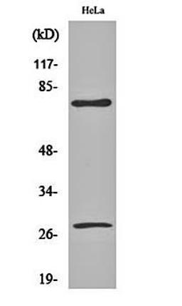 Western blot analysis of Hela cell lysates using Cleaved-Lamin A (D230) antibody