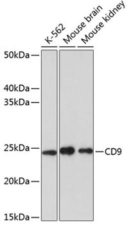 Western blot - CD9 antibody (A19027)