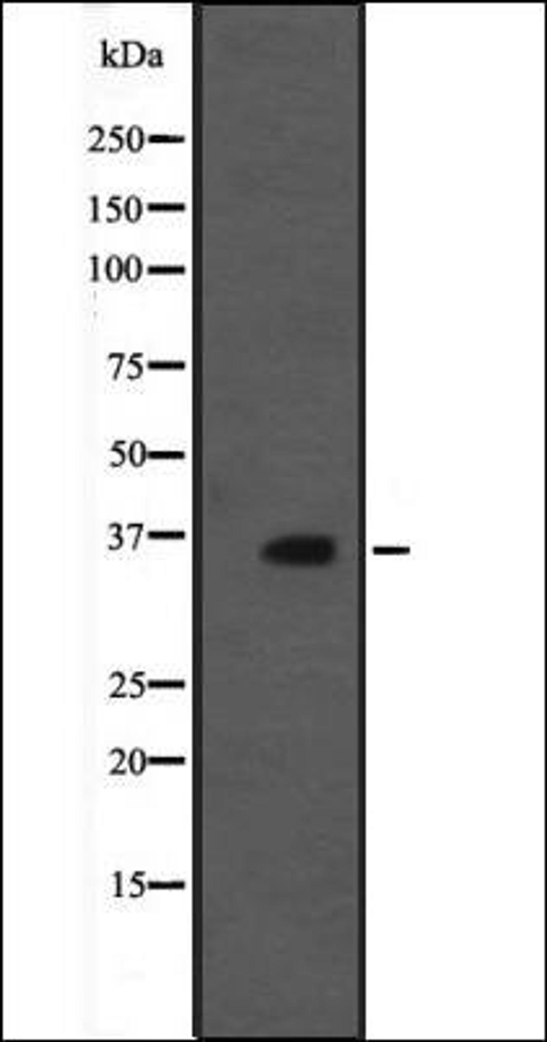 Western blot analysis of rat brain tissue lysate using MORG1 antibody