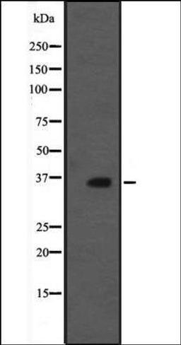 Western blot analysis of rat brain tissue lysate using MORG1 antibody