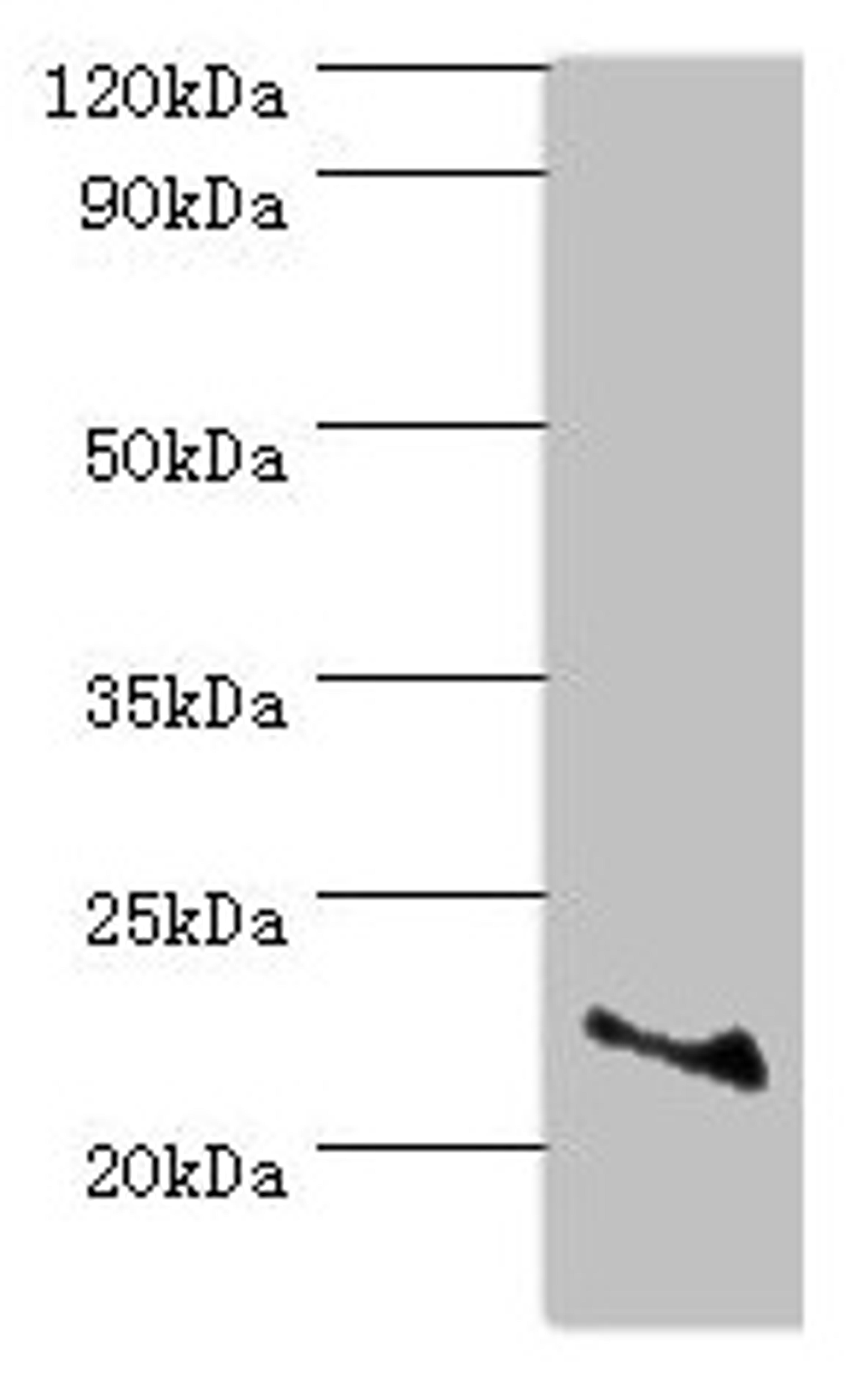 Western blot. All lanes: ASF1A antibody at 2µg/ml + Jurkat whole cell lysate. Secondary. Goat polyclonal to rabbit IgG at 1/10000 dilution. Predicted band size: 23 kDa. Observed band size: 23 kDa