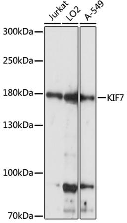 Western blot - KIF7 antibody (A15581)