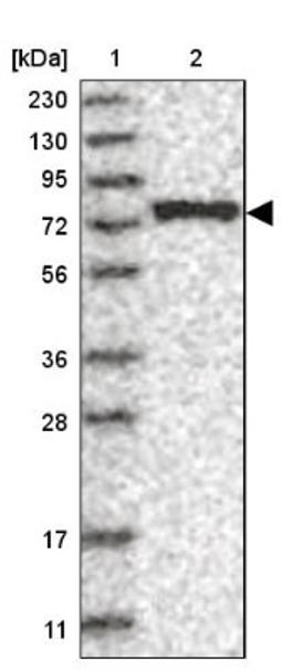 Western Blot: LARP7 Antibody [NBP1-85083] - Lane 1: Marker [kDa] 230, 130, 95, 72, 56, 36, 28, 17, 11<br/>Lane 2: Human cell line RT-4