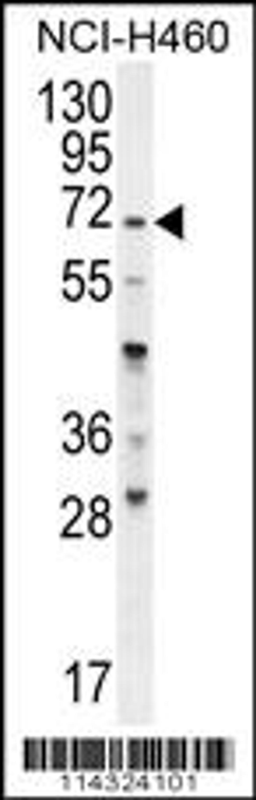 Western blot analysis in NCI-H460 cell line lysates (35ug/lane).