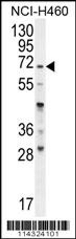 Western blot analysis in NCI-H460 cell line lysates (35ug/lane).