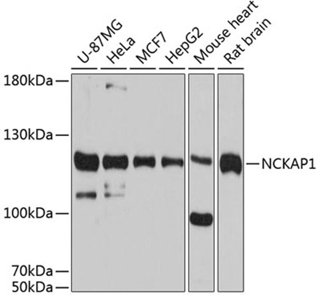 Western blot - NCKAP1 antibody (A12229)