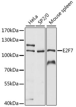 Western blot - E2F7 antibody (A15211)