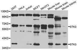 Western blot analysis of extracts of various cell lines using STK3 antibody