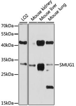 Western blot - SMUG1 antibody (A10166)