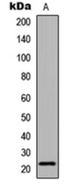 Western blot analysis of COLO205 (Lane 1) whole cell lysates using Claudin 6 antibody