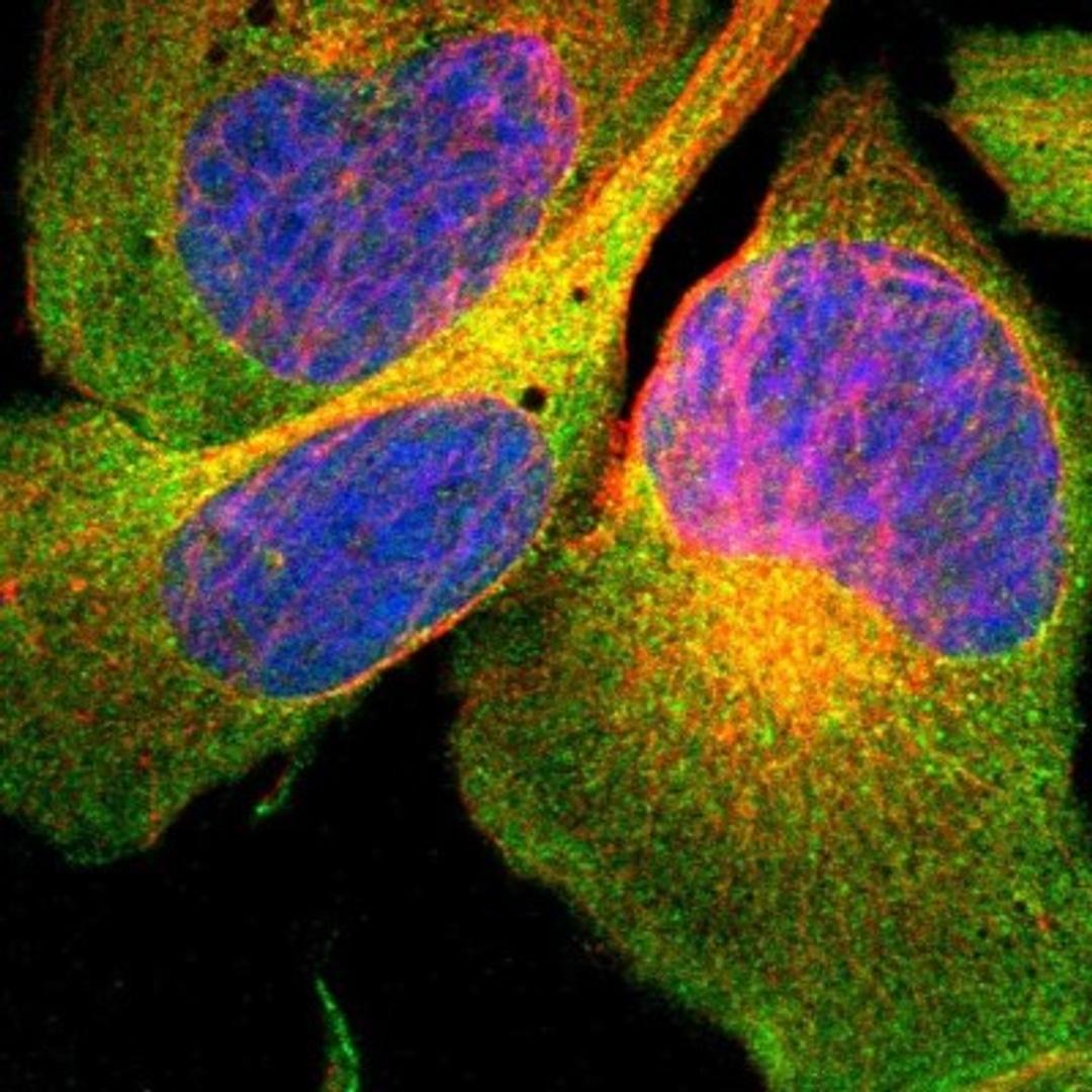 Immunofluorescence: Septin-6 Antibody [NBP1-89626] - Staining of human cell line U-2 OS shows positivity in cytoplasm.