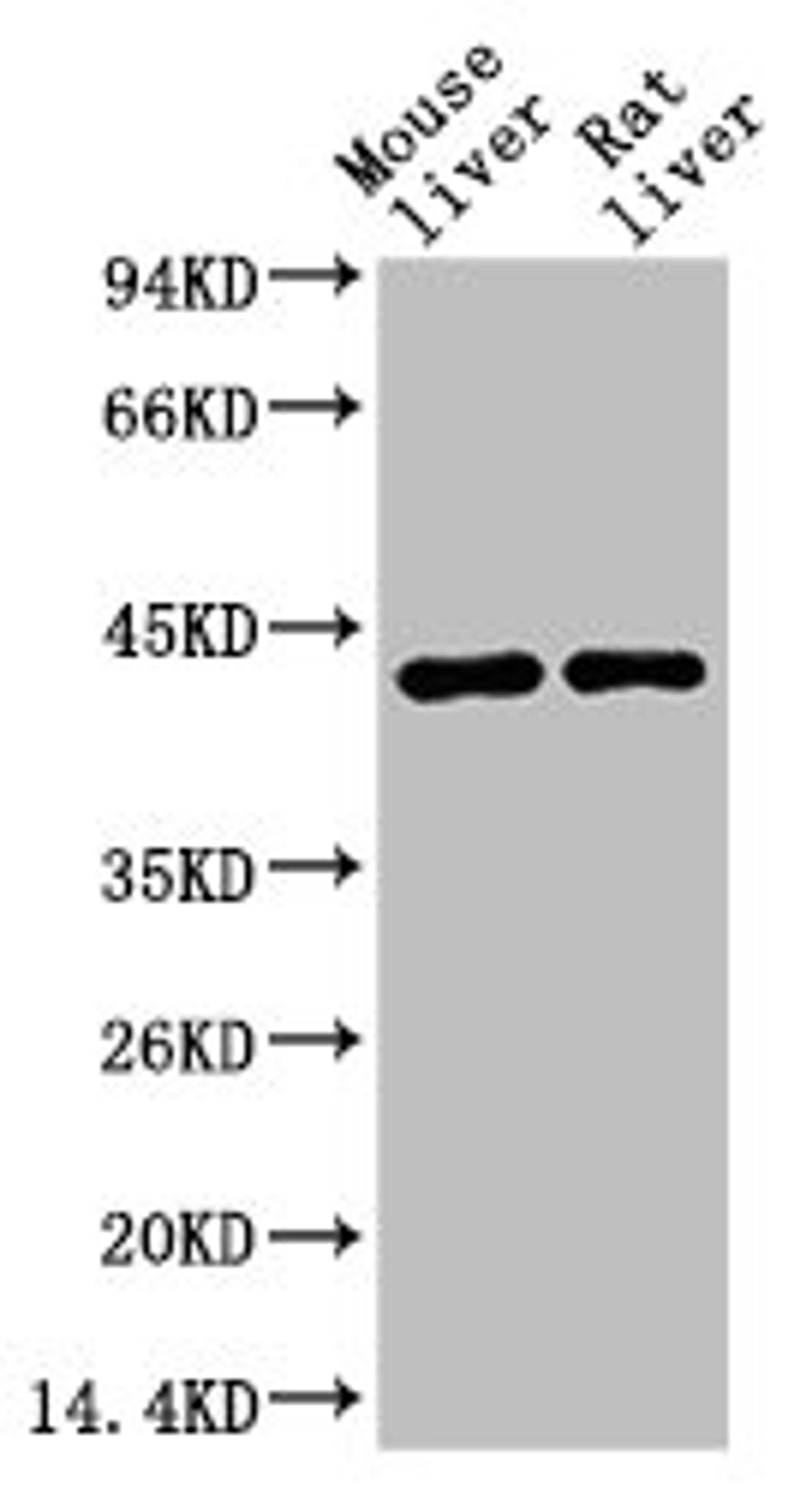 Western blot analysis of 1) Mouse Liver Tissue, 2) Rat Liver Tissue using HAO1 Monoclonal Antibody.