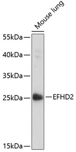 Western blot - EFHD2 antibody (A14926)