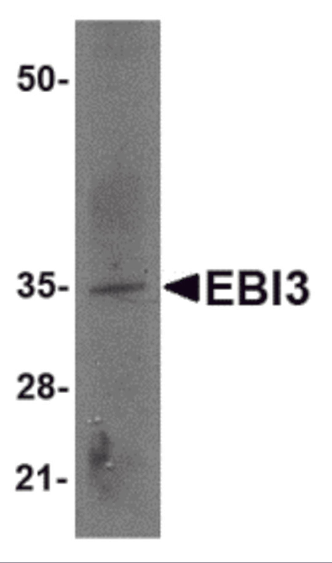 Western blot analysis of EBI3 in rat spleen tissue lysate with EBI3 antibody at 2 μg/mL.