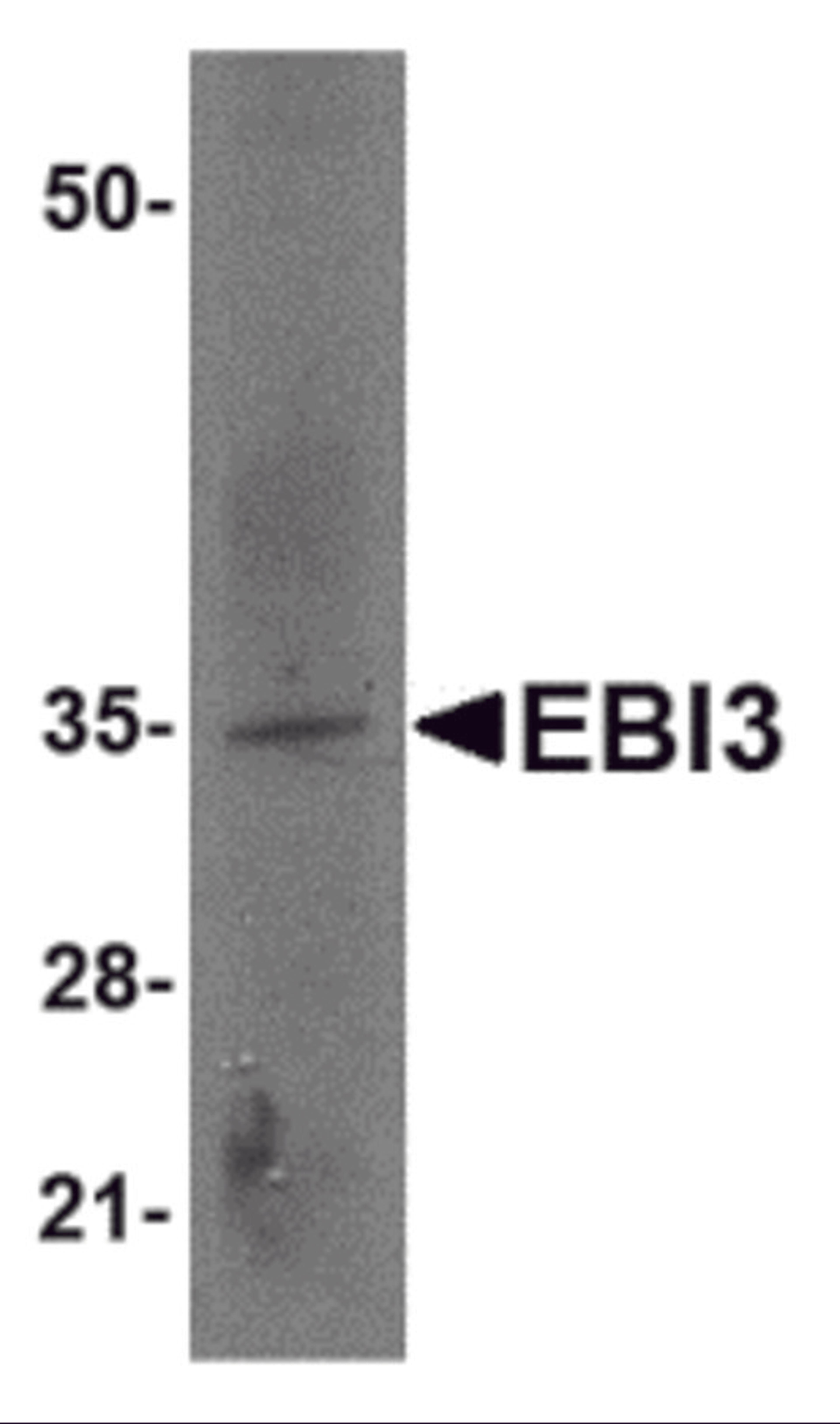Western blot analysis of EBI3 in rat spleen tissue lysate with EBI3 antibody at 2 μg/mL.