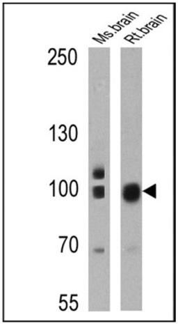 Western Blot: PSD-95 Antibody (6G6-1C9) [NB300-556] - Analysis of 25 ug of mouse brain (lane 1) and rat brain (lane 2) cell lysates.