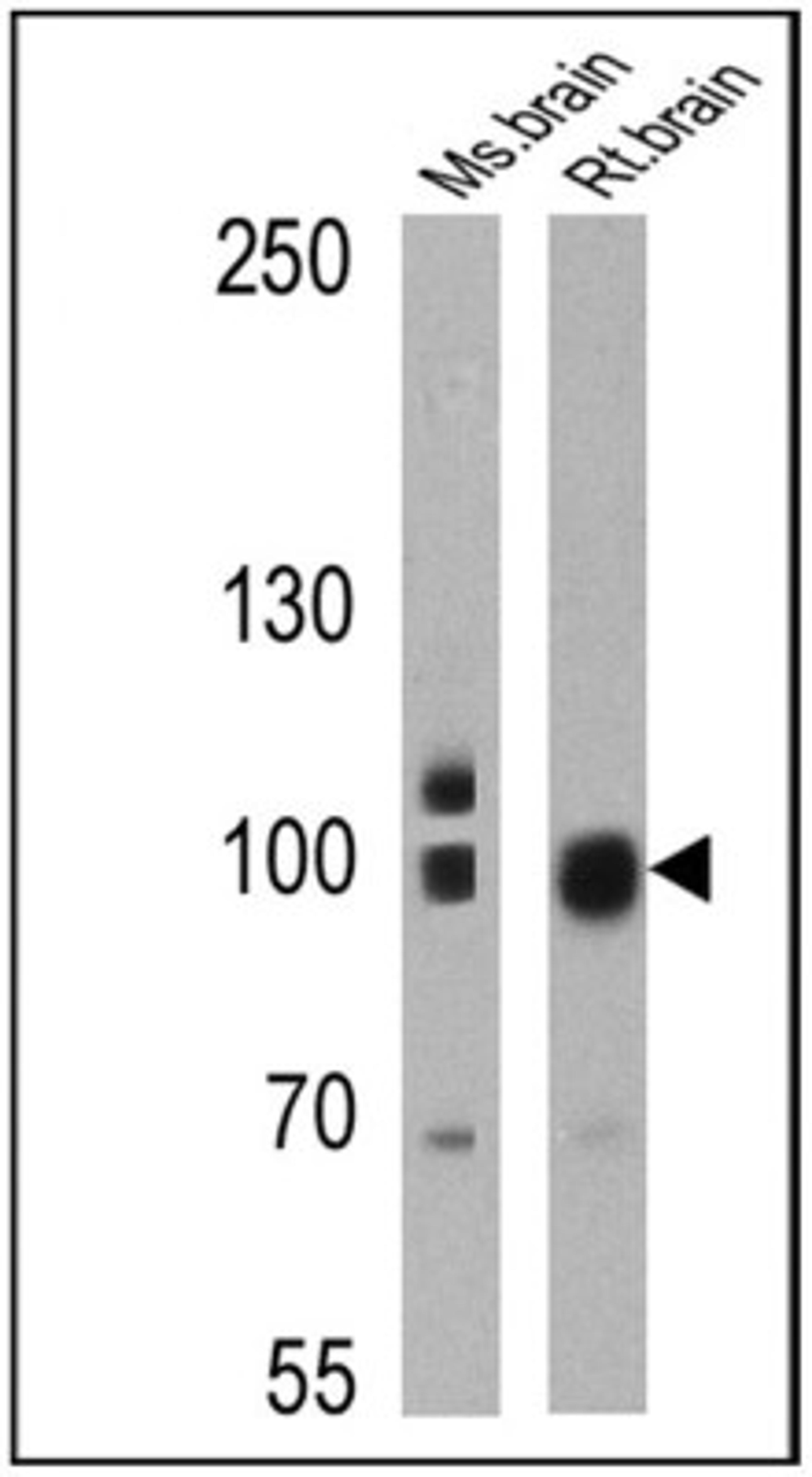 Western Blot: PSD-95 Antibody (6G6-1C9) [NB300-556] - Analysis of 25 ug of mouse brain (lane 1) and rat brain (lane 2) cell lysates.