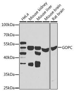 Western blot - GOPC antibody (A7513)