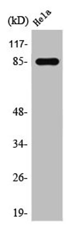Western Blot analysis of Hela cells using Stat3 Polyclonal Antibody