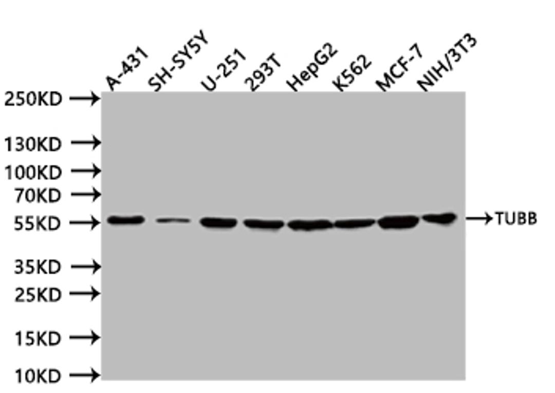 Western BlotPositive WB detected in:A431 whole cell lysate (20µg), SH-SY5Y whole cell lysate (20µg), U251 whole cell lysate (20µg), 293T whole cell lysate (20µg), HepG2 whole cell lysate (20µg), K562 whole cell lysate (20µg), MCF7 whole cell lysate (20µg), NIH/3T3 whole cell lysate (20µg)All lanes: TUBB antibody at 1:1000SecondaryGoat polyclonal to human IgG at 1/40000 dilutionPredicted band size:49 kDaObserved band size:55 kDaExposure time:5s
