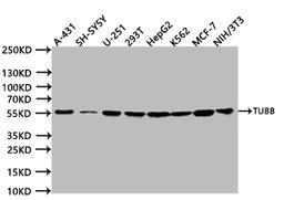 Western BlotPositive WB detected in:A431 whole cell lysate (20µg), SH-SY5Y whole cell lysate (20µg), U251 whole cell lysate (20µg), 293T whole cell lysate (20µg), HepG2 whole cell lysate (20µg), K562 whole cell lysate (20µg), MCF7 whole cell lysate (20µg), NIH/3T3 whole cell lysate (20µg)All lanes: TUBB antibody at 1:1000SecondaryGoat polyclonal to human IgG at 1/40000 dilutionPredicted band size:49 kDaObserved band size:55 kDaExposure time:5s