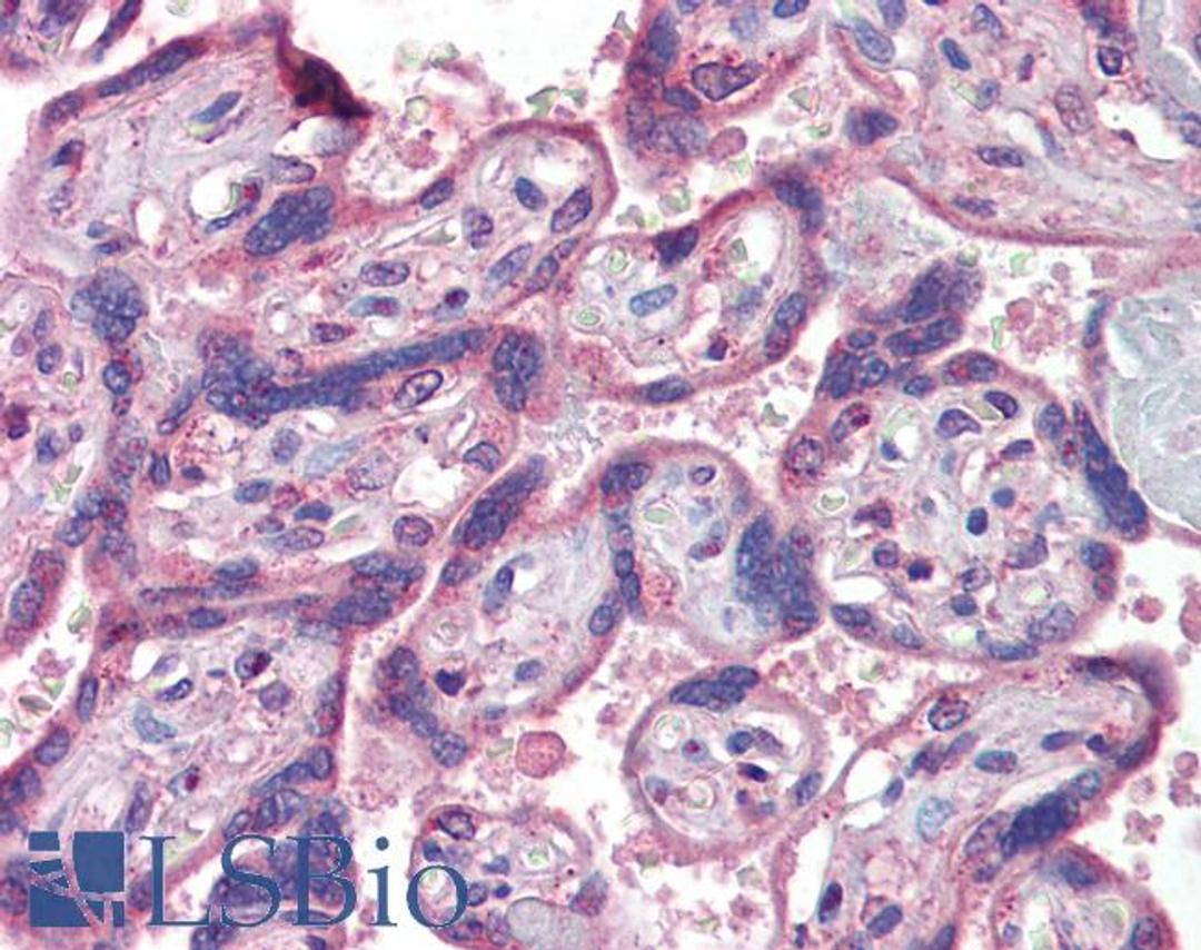 46-858 (5ug/ml) staining of paraffin embedded Human Placenta. Steamed antigen retrieval with citrate buffer pH 6, AP-staining.