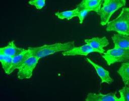 Immunocytochemistry/Immunofluorescence: GAPDH Antibody (1D4) [NB300-221] - SH-SY5Y cells stained with GAPDH antibody NB300-221 (green).  Nuclear DNA is stained with Hoechst dye (blue).