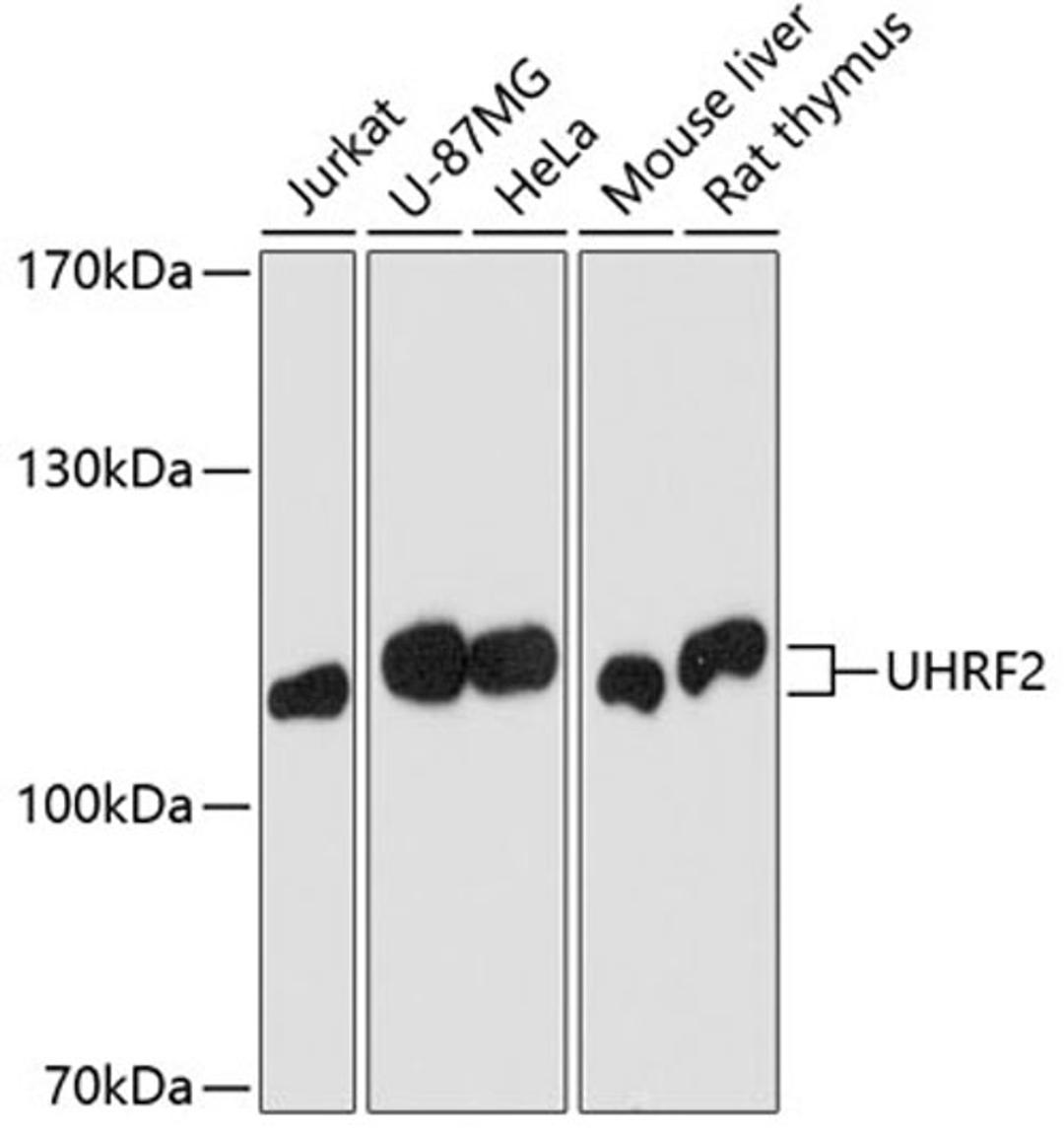 Western blot - UHRF2 antibody (A2344)