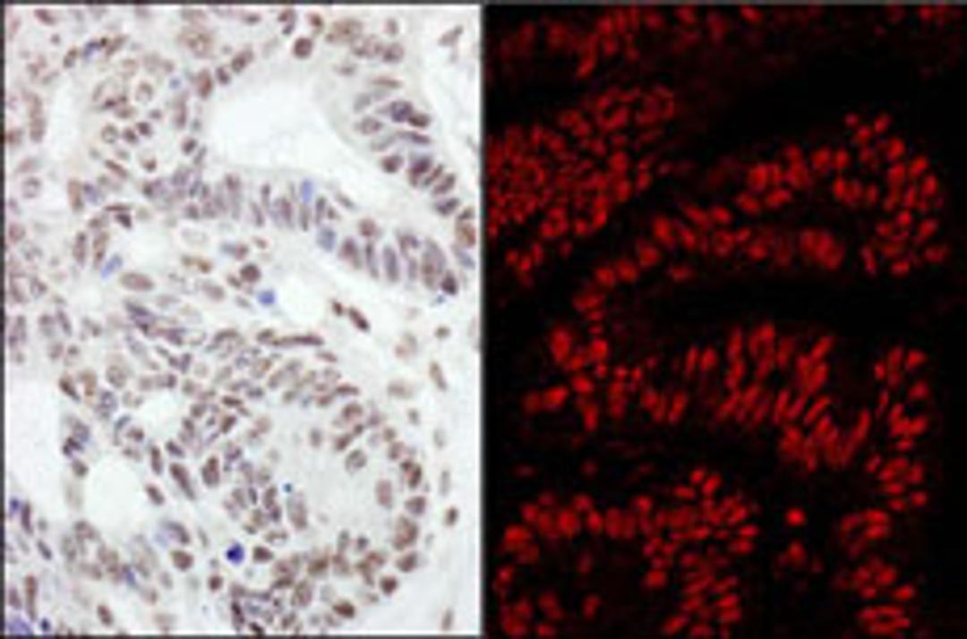 Detection of human RanBP3 by immunohistochemistry.