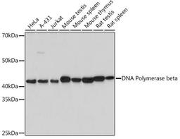 Western blot - DNA Polymerase beta Rabbit mAb (A2412)