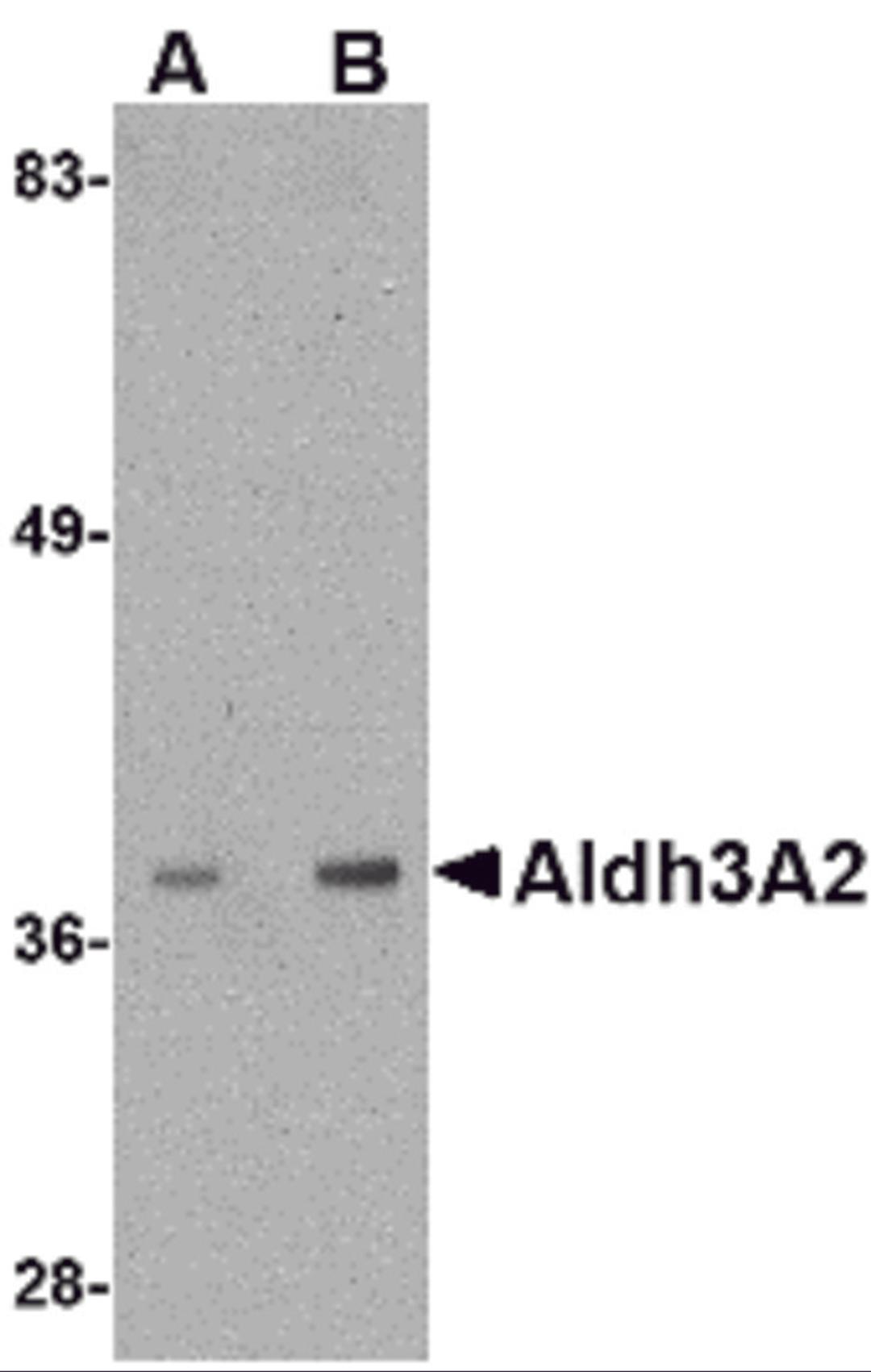 Western blot analysis of Aldh3A2 in mouse liver lysate with Aldh3A2 antibody at (A) 1 and (B) 2 μg/mL.