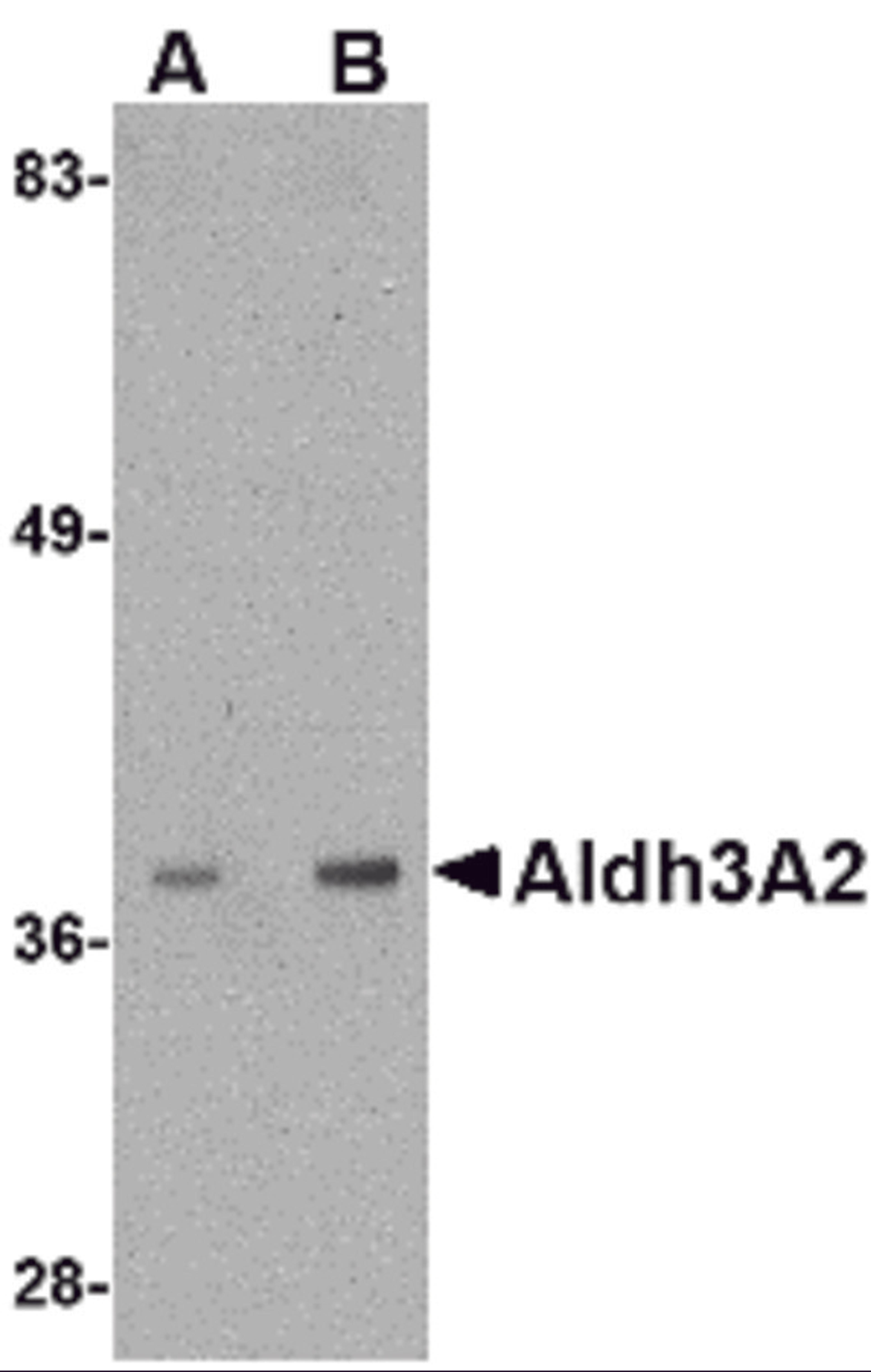 Western blot analysis of Aldh3A2 in mouse liver lysate with Aldh3A2 antibody at (A) 1 and (B) 2 μg/mL.