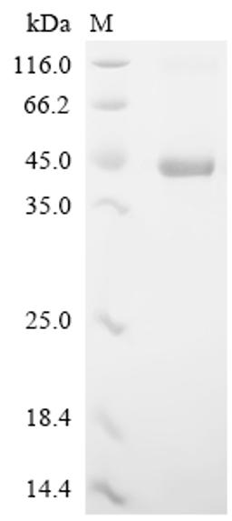(Tris-Glycine gel) Discontinuous SDS-PAGE (reduced) with 5% enrichment gel and 15% separation gel.