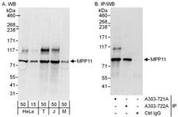 Detection of human and mouse MPP11 by western blot (h and m) and immunoprecipitation (h).