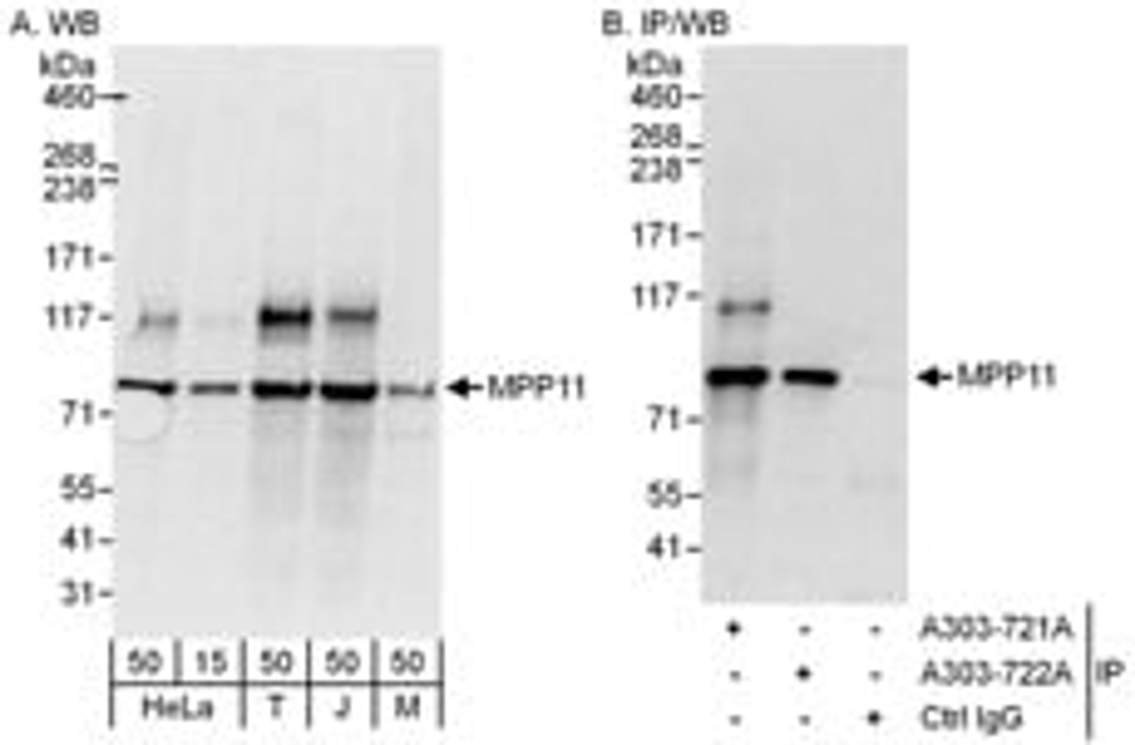 Detection of human and mouse MPP11 by western blot (h and m) and immunoprecipitation (h).