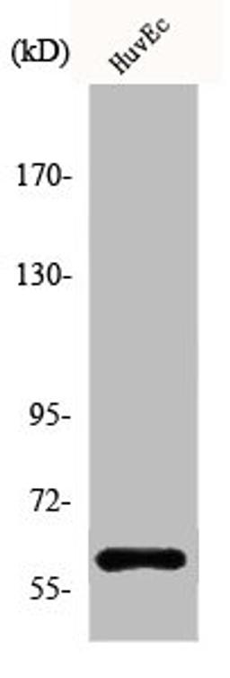 Western Blot analysis of HuvEc cells using Akt1 Polyclonal Antibody
