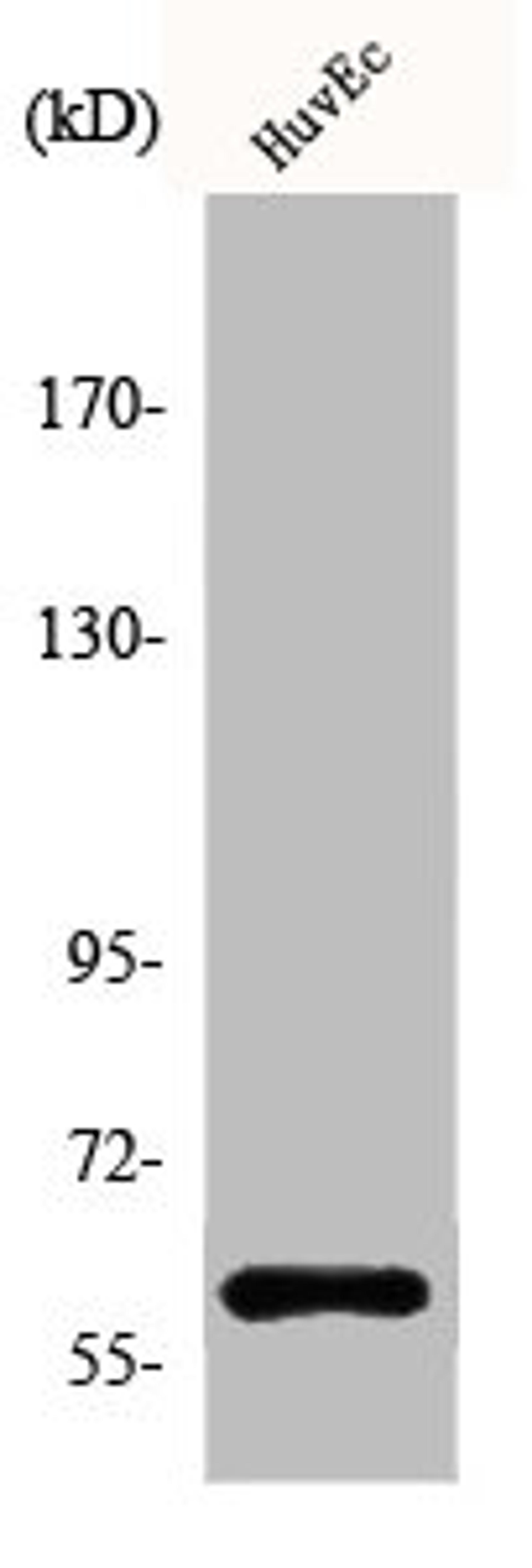 Western Blot analysis of HuvEc cells using Akt1 Polyclonal Antibody