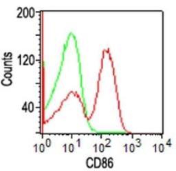 Flow Cytometry: CD86 Antibody (BU63) [NBP2-25208] - Surface staining of CD86 on 10^6 PBMC using 0.25 ug of CD86 antibody.