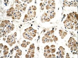 Antibody used in IHC.